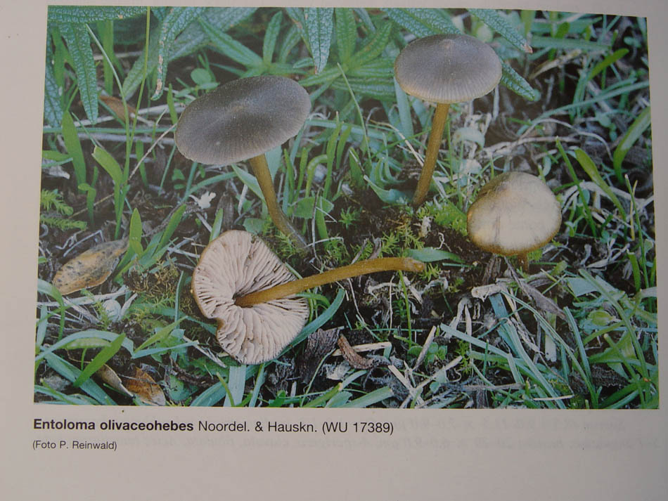 Entoloma (Cfr E. hebes)